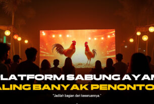 Mengenal Ayam Bangkok di Dunia Sabung Ayam SV388