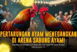Mengenal Ayam Bangkok Asli dan Odds Sabung Ayam SV388