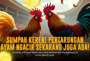 Mengenal Lebih Dekat Ayam Bangkok di Sabung Ayam SV388