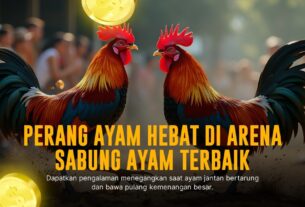 Jenis Ayam Bangkok: Raja Sabung Ayam dengan Peluang Menang Tinggi