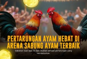 Mengenal Ayam Bangkok: Raja di Dunia Sabung Ayam