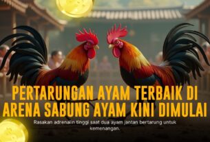 Mengenal Ayam Bangkok: Raja Sabung Ayam Paling Ditakuti