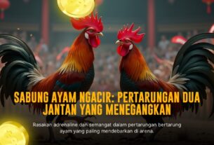 Mengenal Ayam Bangkok: Raja Sabung Ayam yang Tak Terkalahkan