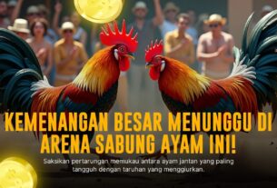Mengupas Tuntas Ayam Bangkok: Raja Sabung Ayam Online